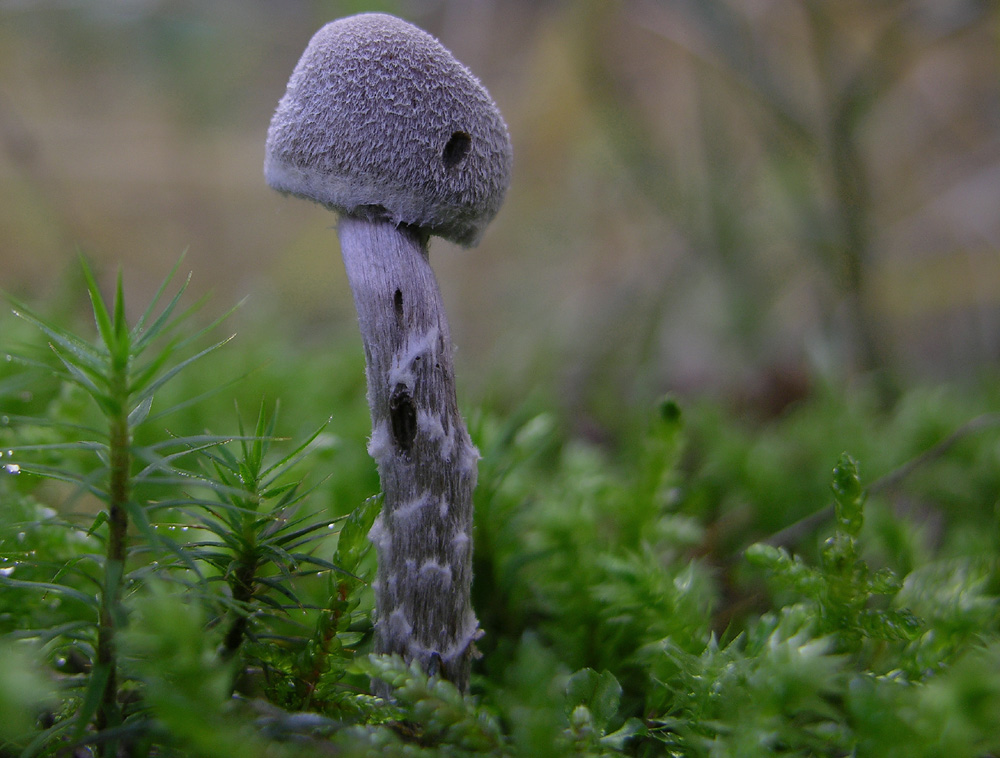 Cortinarius paleifer Svrcek